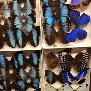 Meet your Posher, Maddie